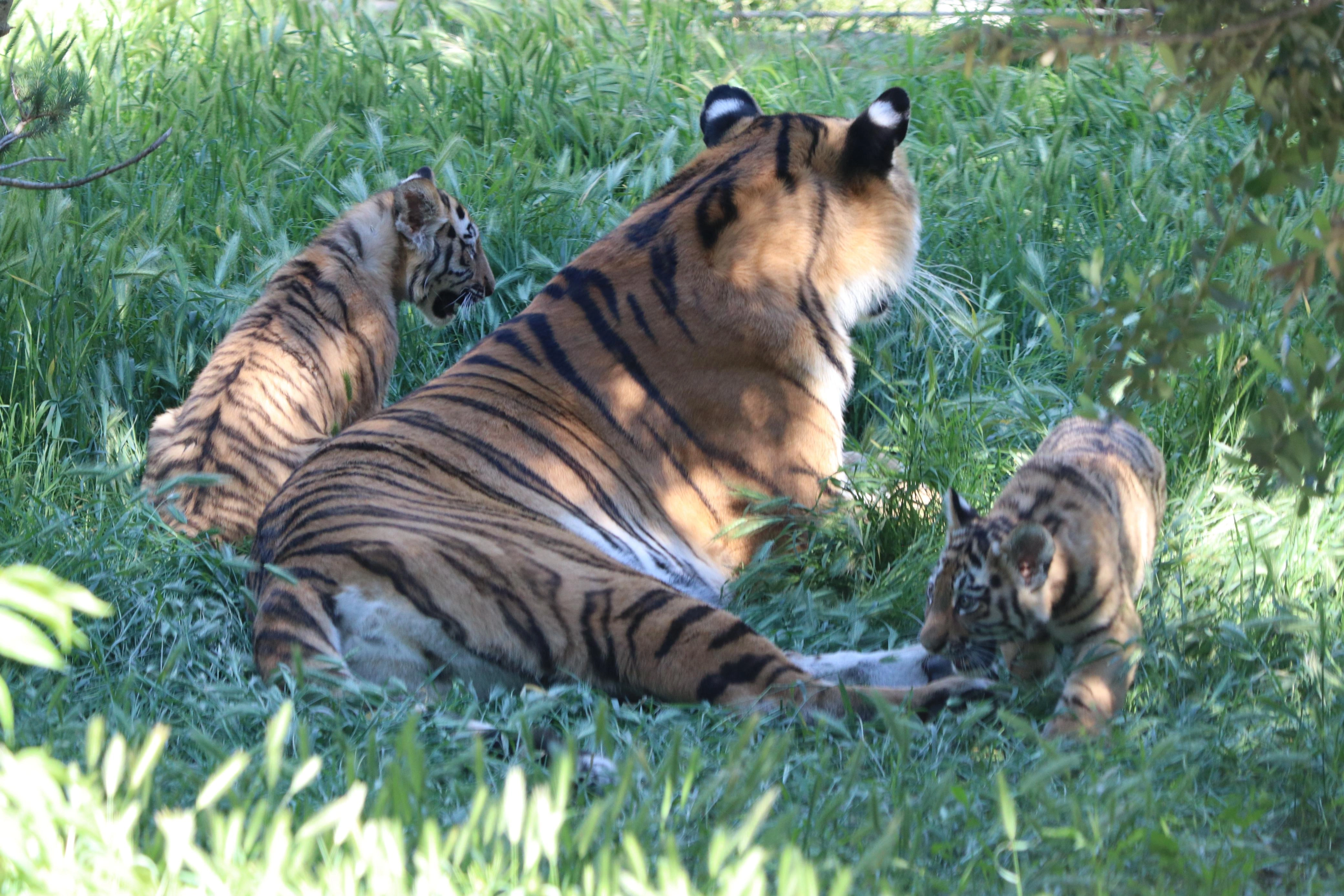 Bakı Zooloji Parkında Amur pələngi balaları dünyaya gəlib