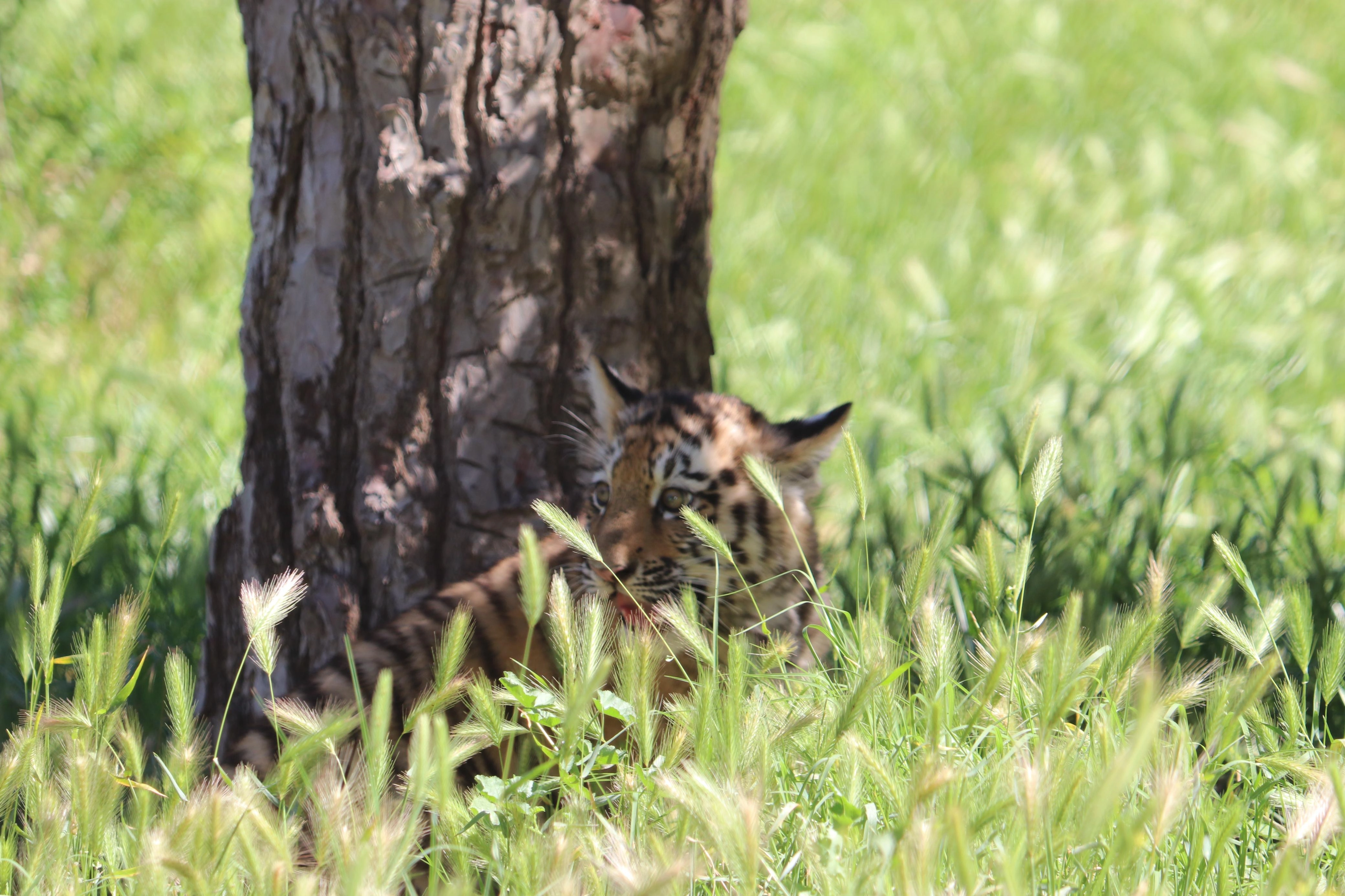Bakı Zooloji Parkında Amur pələngi balaları dünyaya gəlib