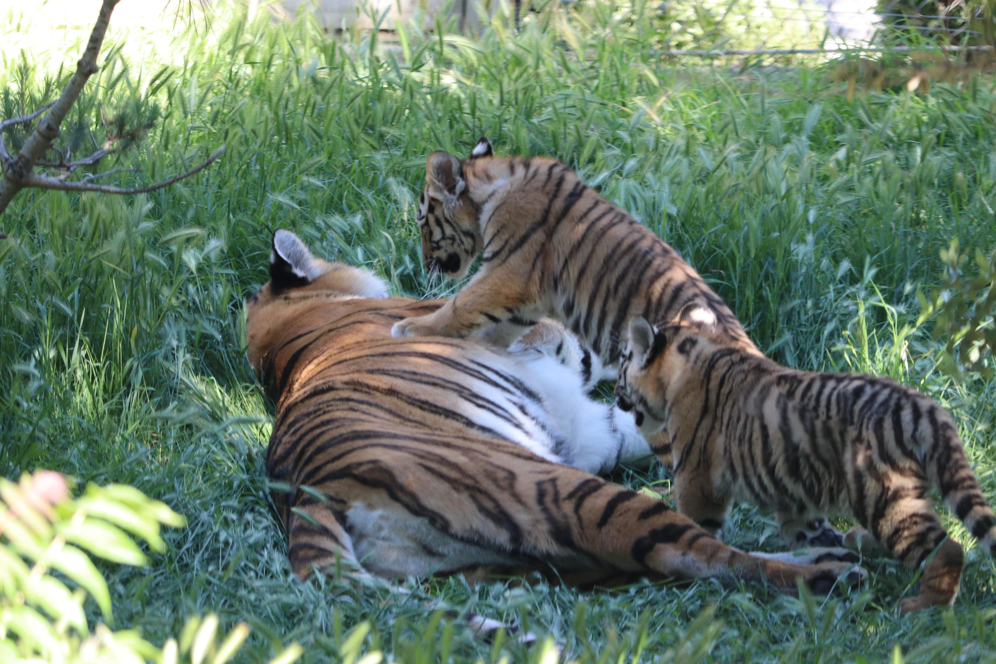 Bakı Zooloji Parkında Amur pələngi balaları dünyaya gəlib