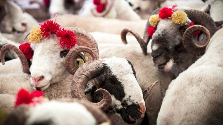 Yəhudilik və Xristianlıqda niyə Qurban Bayramı yoxdur?
