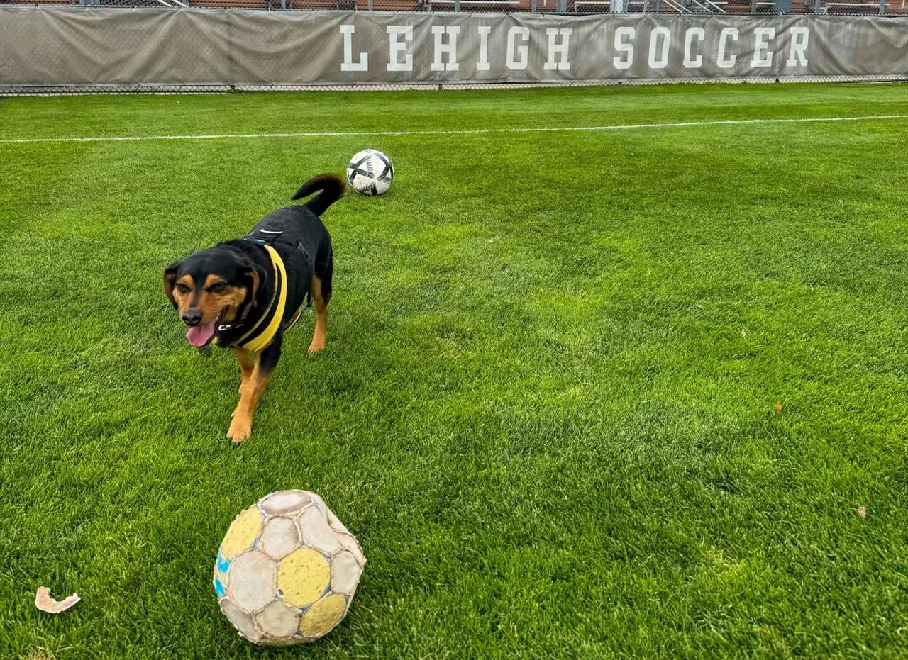 Ronaldonun adı qoyulmuş futbolçu it bütün dünyada şöhrət qazandı