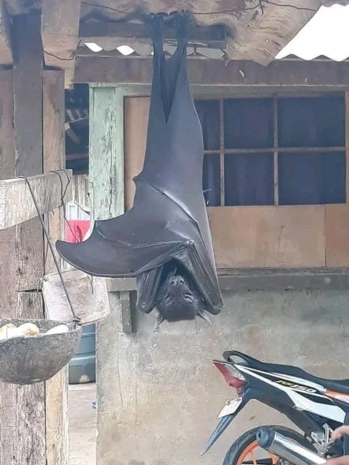 Nəhəng yarasa insanları heyrətə saldı - FOTO