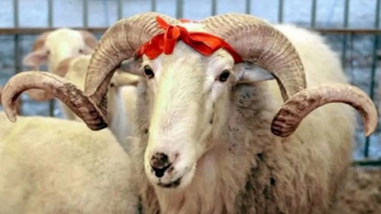 Bayram günü Azərbaycanda nə qədər qurban kəsilib?