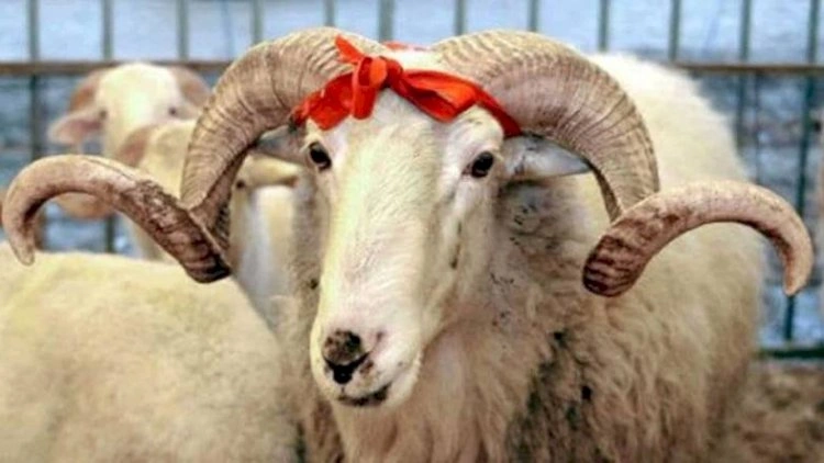 Qurban bayramı ilə bağlı   FƏTVA VERİLDİ