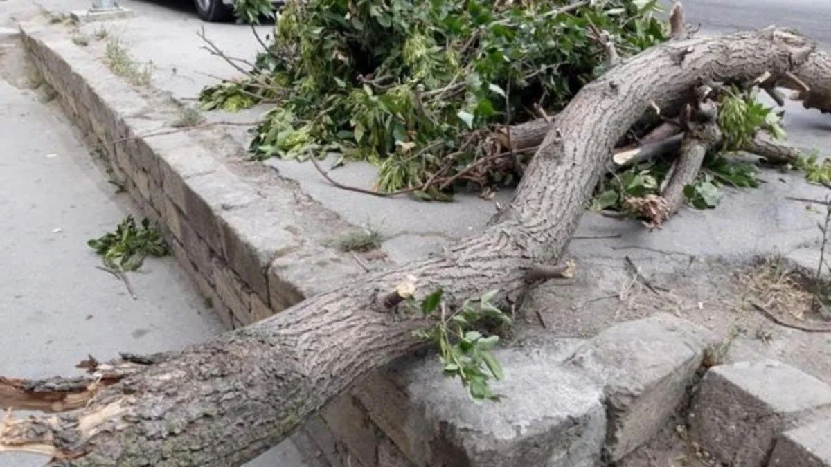 Bakıda güclü külək səbəbindən 34 ağac AŞIB