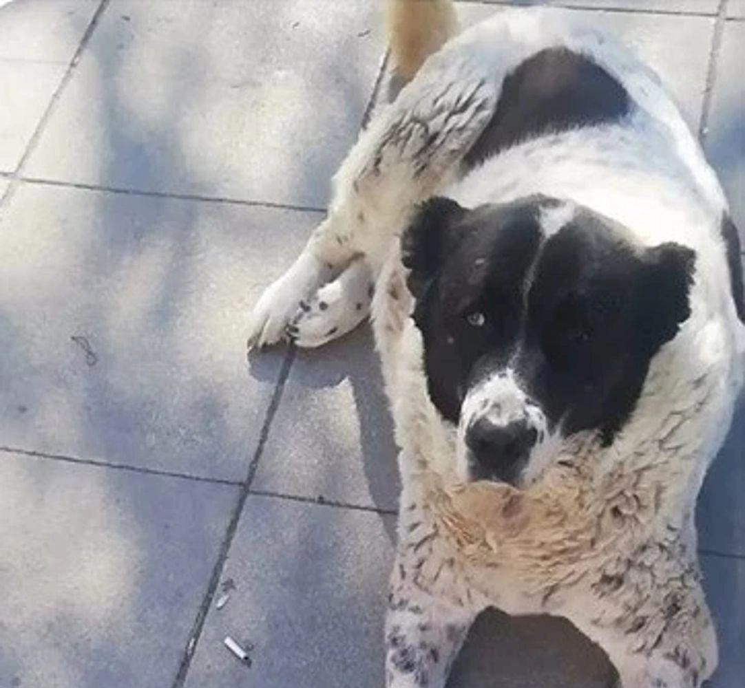 “Matmazel” öldü: Məsul şəxslər işdən uzaqlaşdırıldı