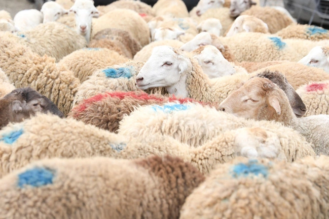 Qurbanlıqda düzgün kəsim önəmlidir: Bu halda heyvan az əzəiyyət çəkir