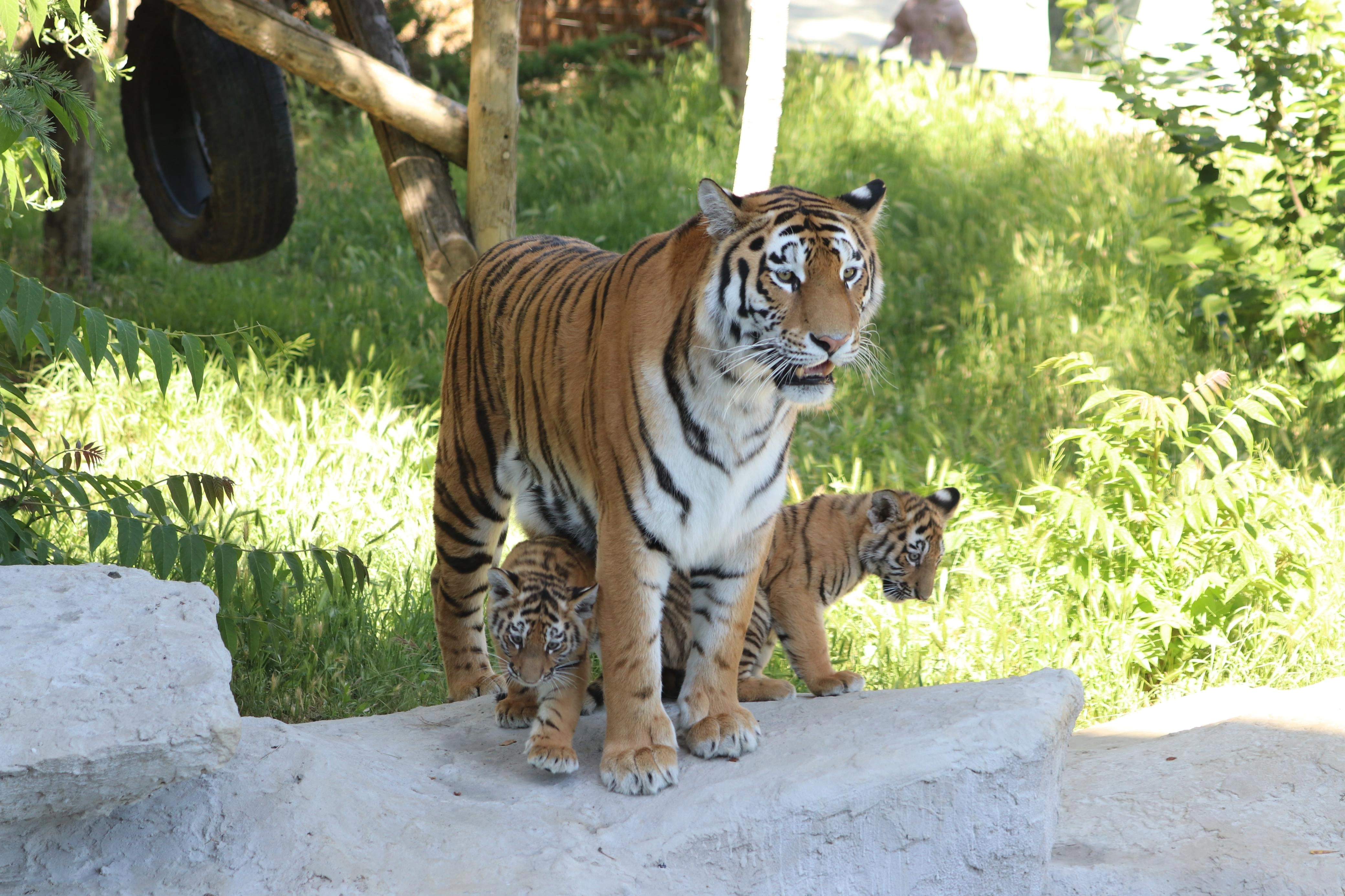 Bakı Zooloji Parkında Amur pələngi balaları dünyaya gəlib