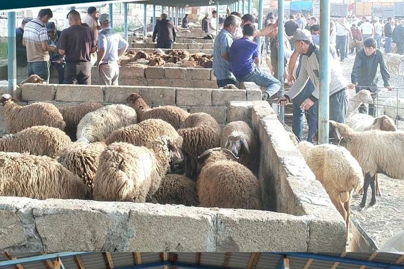 İki rayonda heyvan satış bazarı açıldı