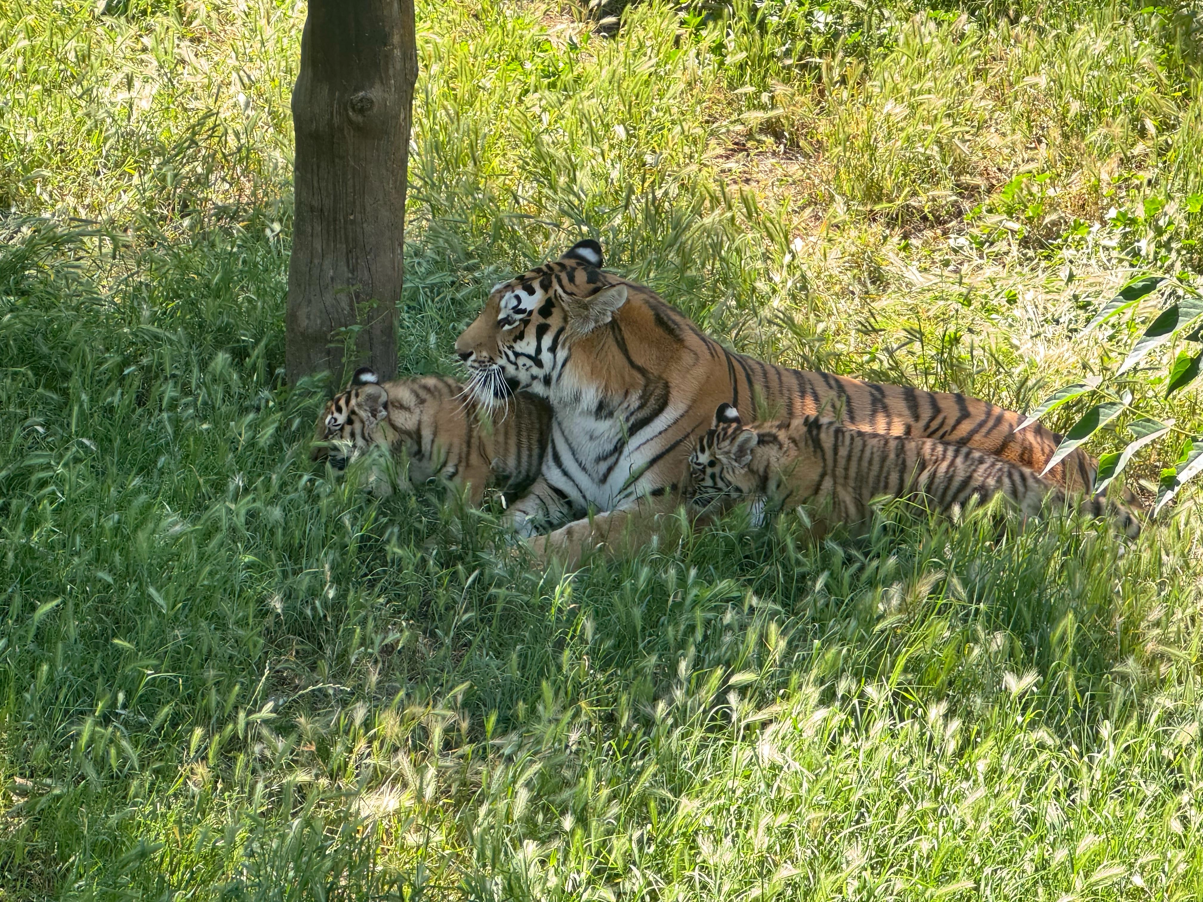 Bakı Zooloji Parkında Amur pələngi balaları dünyaya gəlib