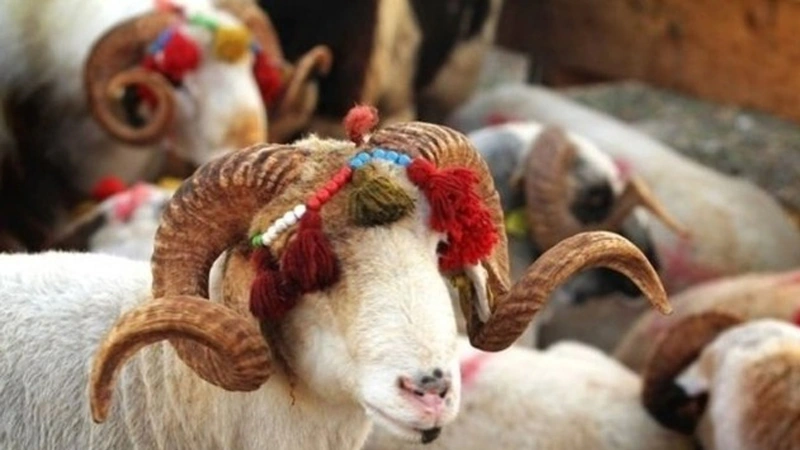 Qurban bayramının yaranma tarixi: Minilliklərdən bu günə uzanan müqəddəs ənənə