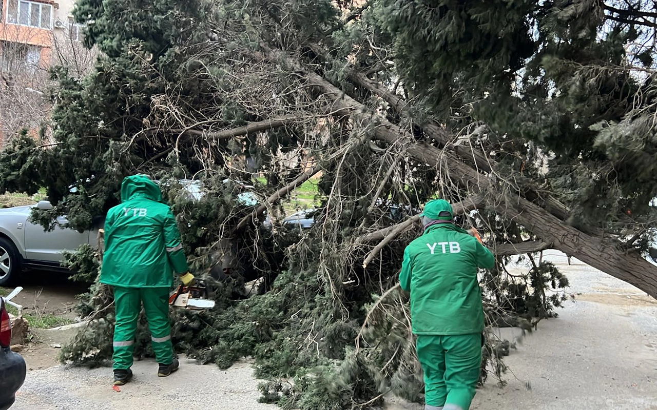 Bakıdakı güclü küləkdə 19 ağac qırıldı- Fotolar