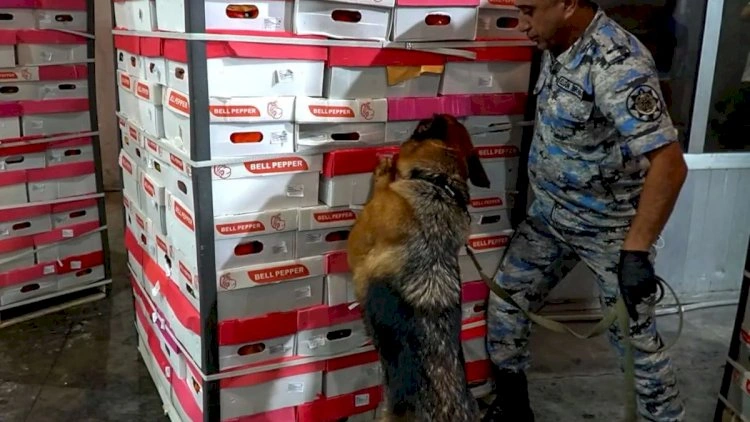 Bibərin içindən marixuana çıxdı