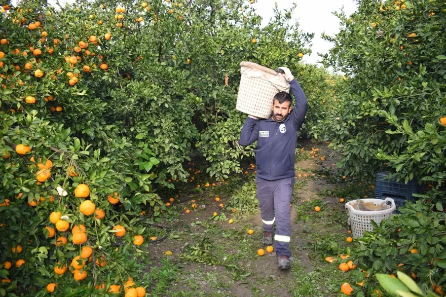 Bu bölgədə 320 ton mandalin pulsuz paylanıldı - Foto