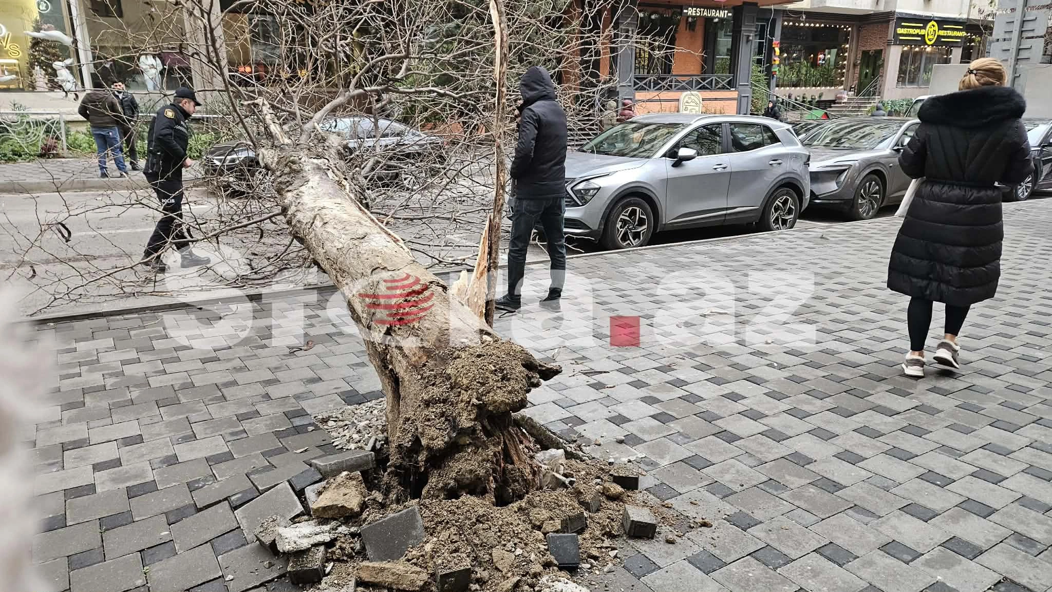 Bakıda ağac avtomobillərin üzərinə aşdı - FOTO