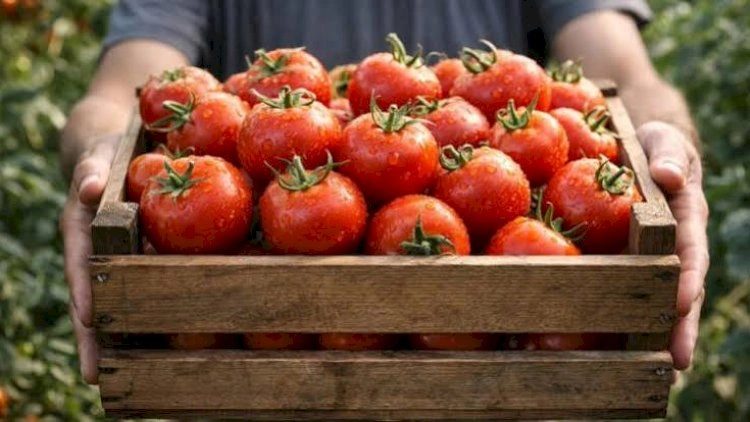 Gürcüstan Azərbaycandan pomidor alışını 2.5 dəfə artırıb