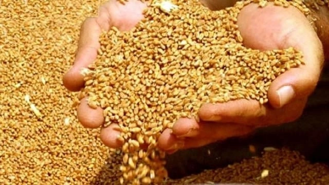 Volqoqraddan Azərbaycana 4,7 min ton buğda gətirildi
