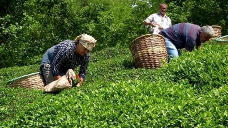 Azərbaycana çay idxalı artıb