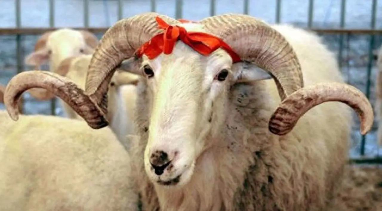 Borcla qurbanlıq almaq düzgündür? - İmkan yoxdursa...