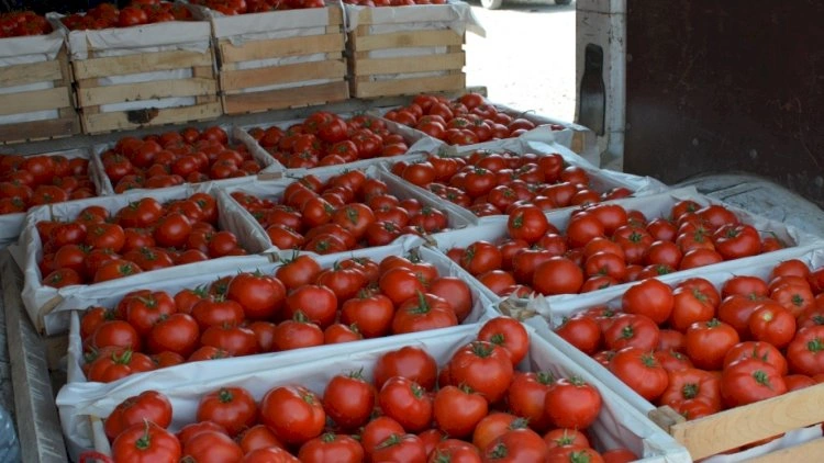 16 ildən sonra ilk dəfə! Azərbaycan bu ölkəyə pomidor satdı