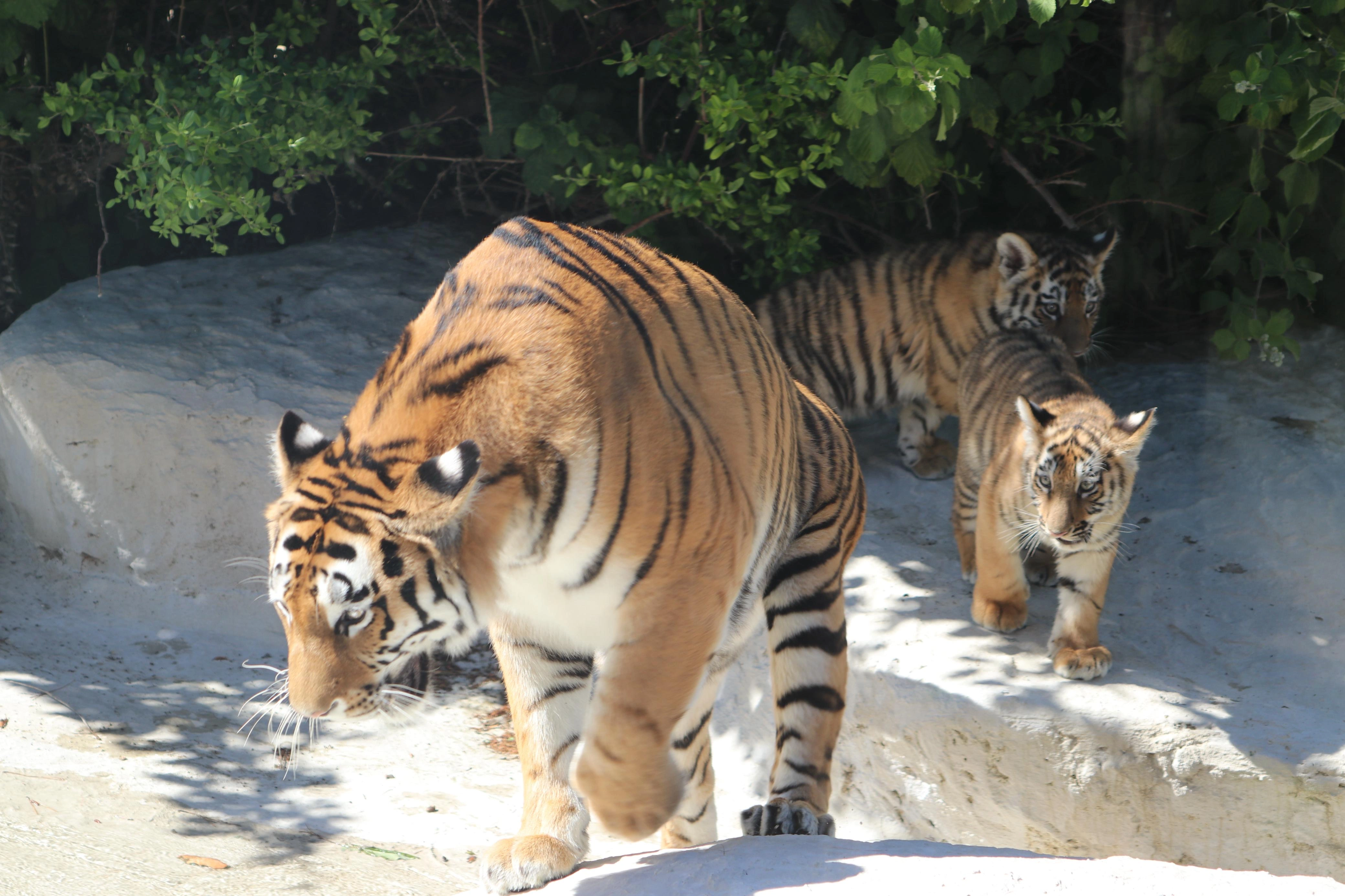 Bakı Zooloji Parkında Amur pələngi balaları dünyaya gəlib