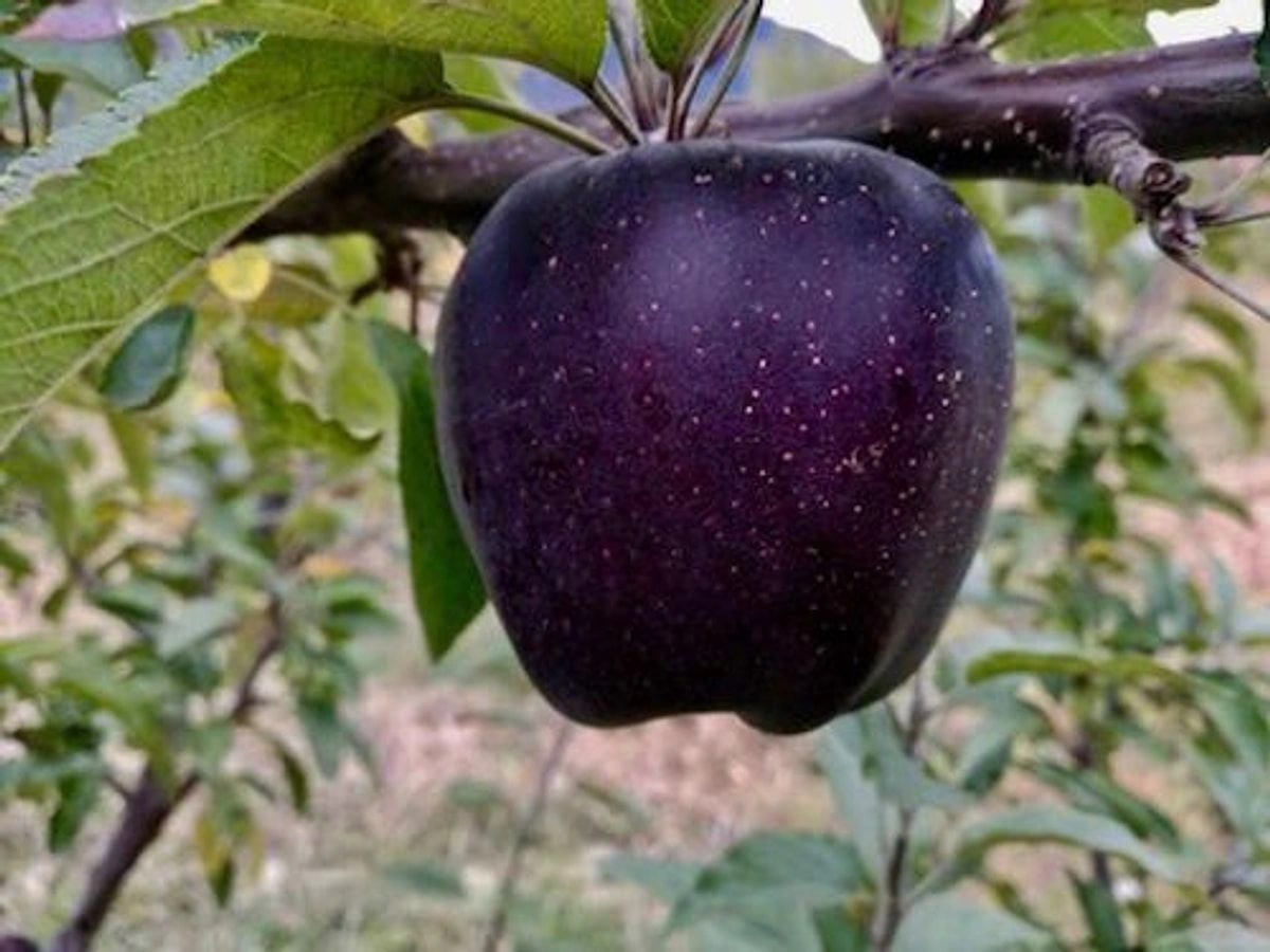 Varlıların sevimlisi olan Qara Almaz alması