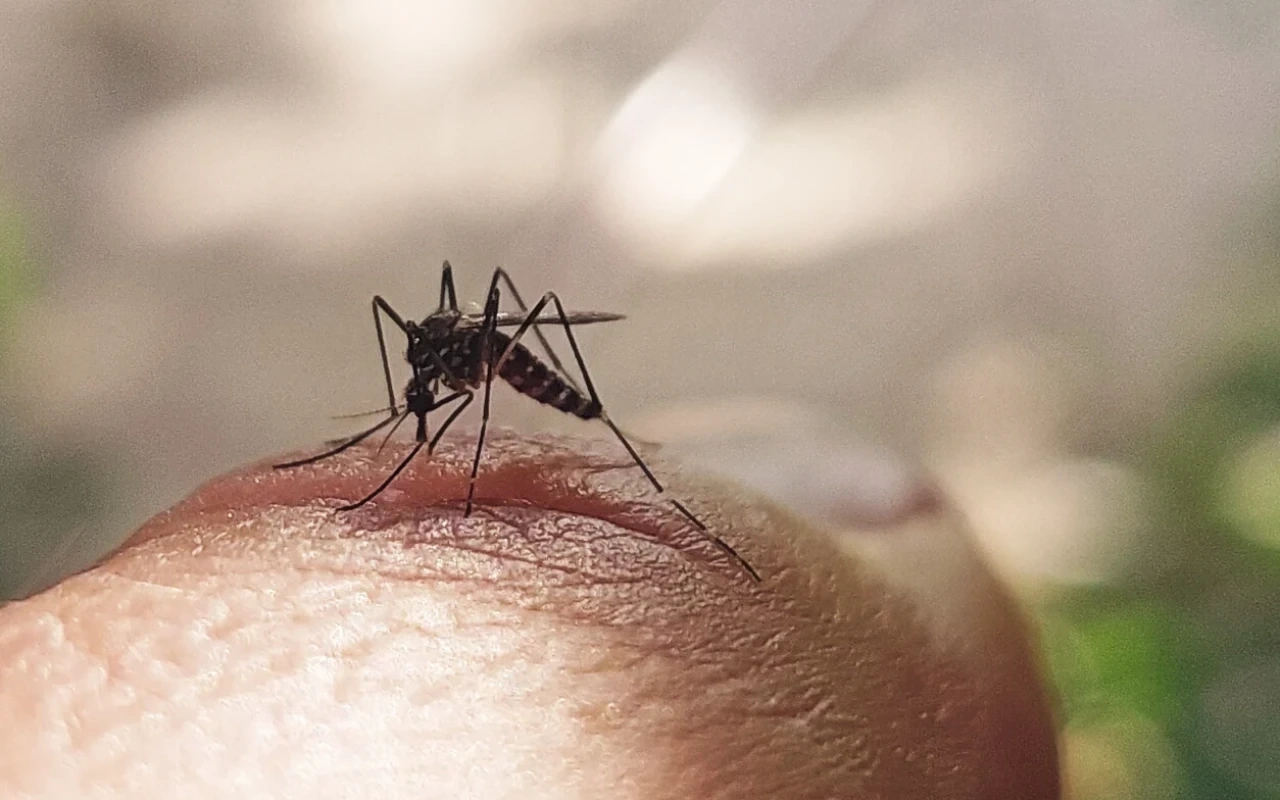 Gürcüstanda təhlükəli virus aşkarlandı