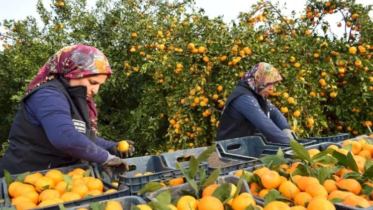 Bu bölgədə 320 ton mandalin pulsuz paylanıldı - Foto
