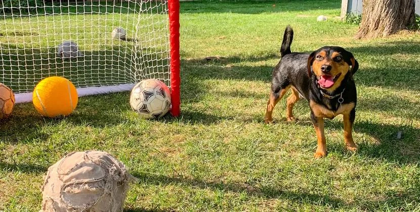 Ronaldonun adı qoyulmuş futbolçu it bütün dünyada şöhrət qazandı