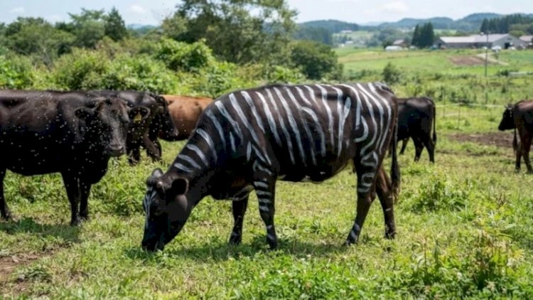 İnəkləri zebra kimi boyadılar – Nəticə hər kəsi təəccübləndirdi