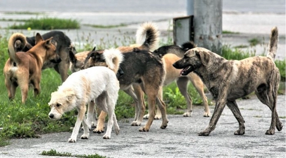 Bakıda küçə heyvanları problemi: Kadr çatışmazlığı əsas məsələdir