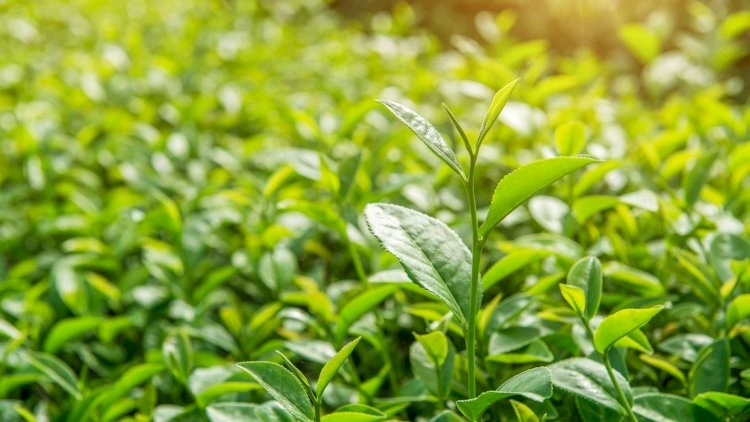 Azərbaycan çay ixracını artırıb