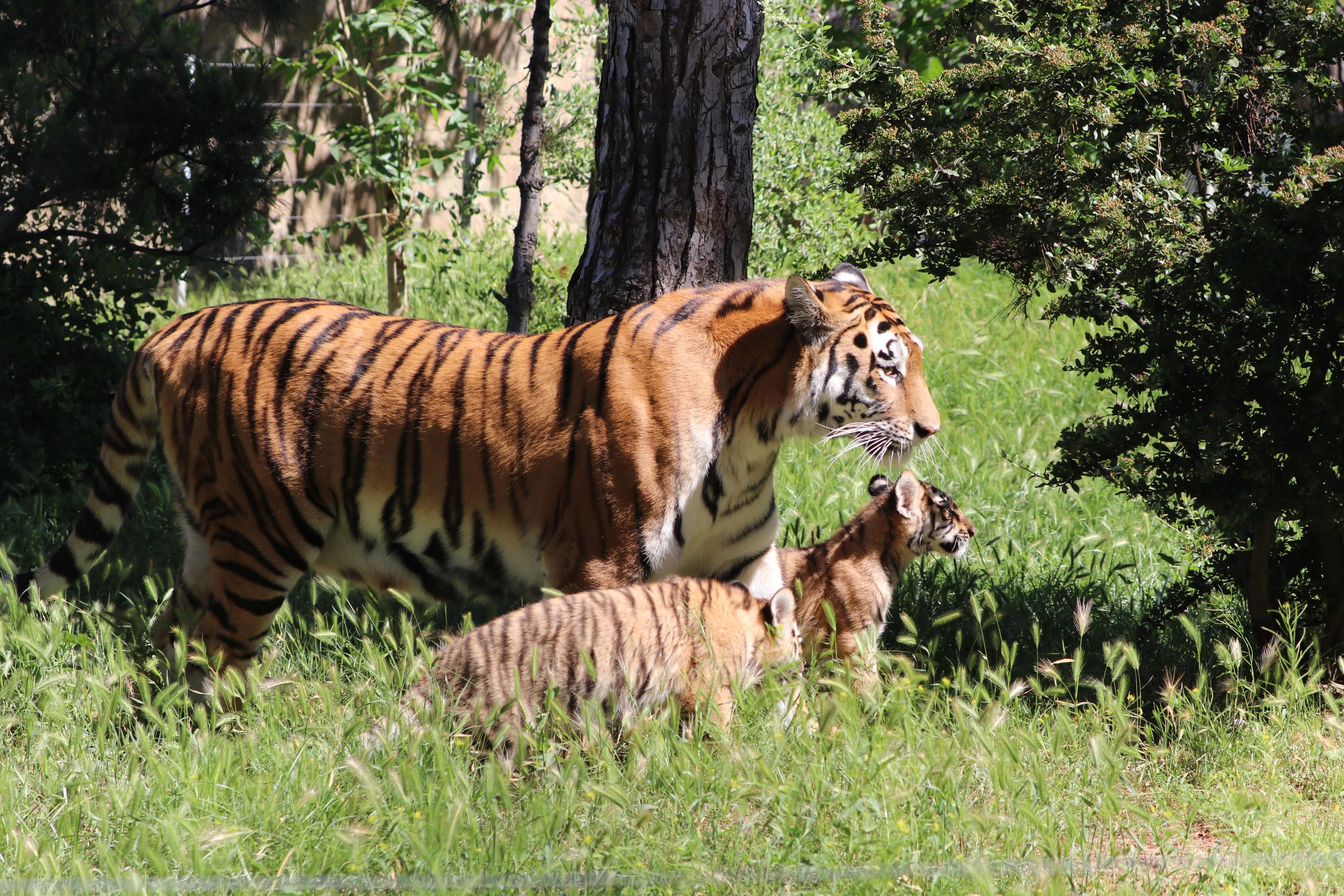 Bakı Zooloji Parkında Amur pələngi balaları dünyaya gəlib