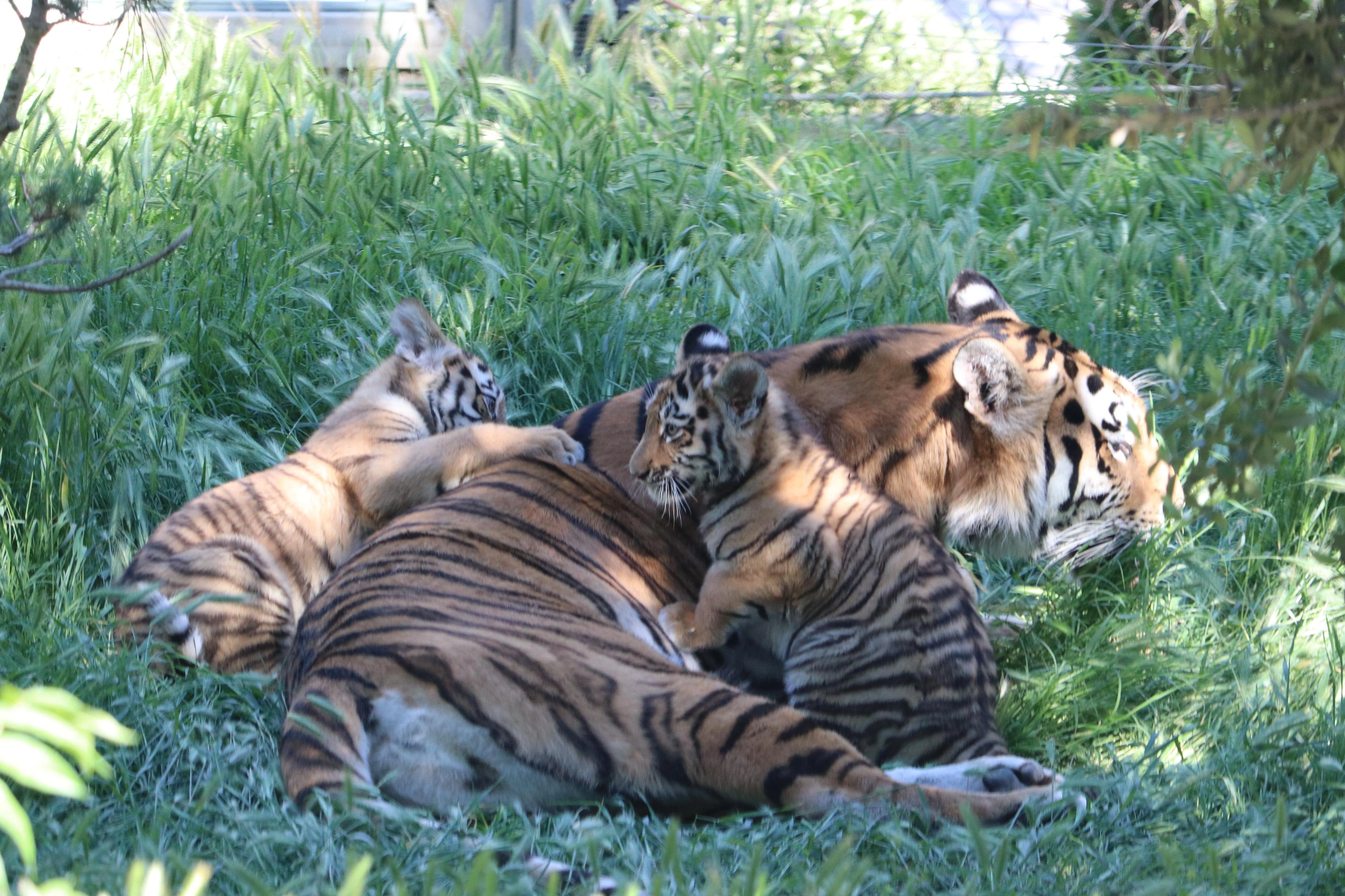 Bakı Zooloji Parkında Amur pələngi balaları dünyaya gəlib