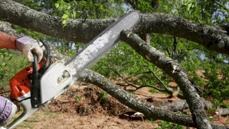 Xidmət: Son həftədə bir çox bölgədə yaşıllıqlara ziyan vurulub
