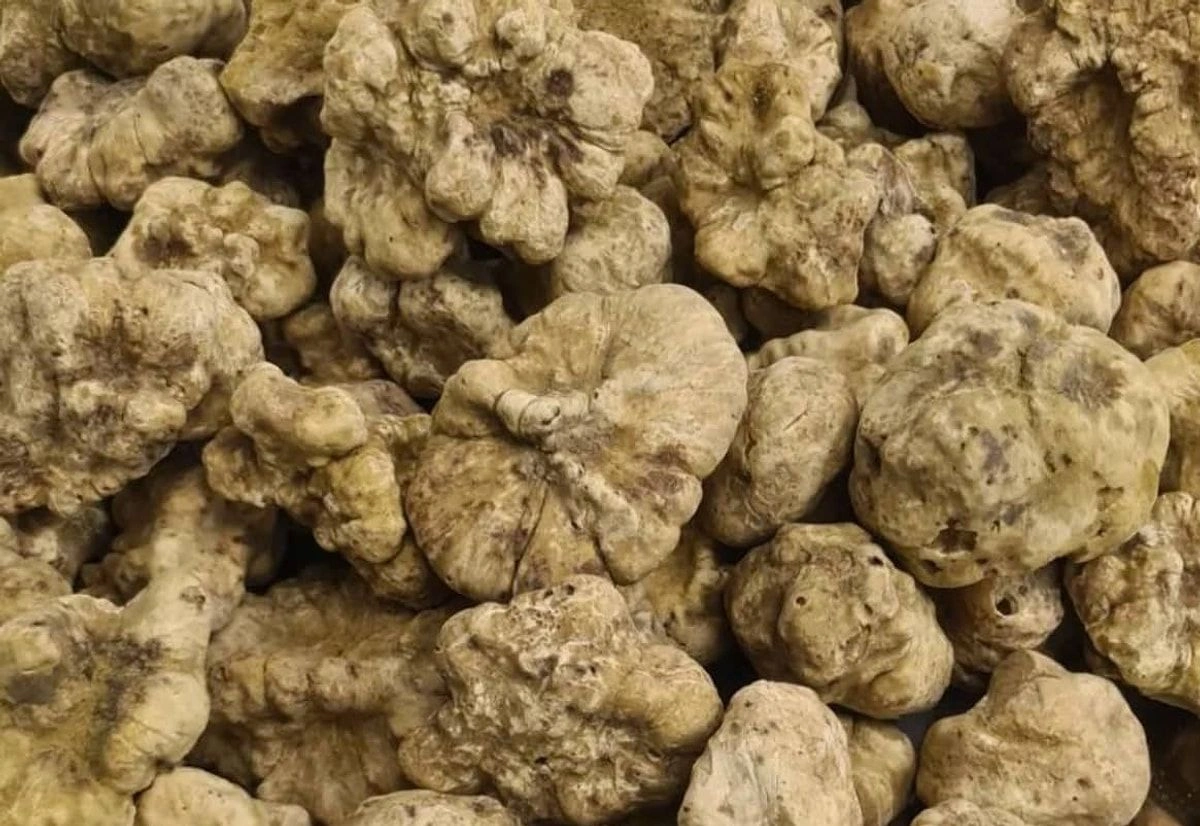 Süni şəkildə istehsal oluna bilməz
