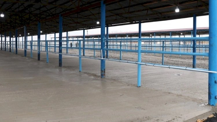 Bərdə heyvan satışı bazarının fəaliyyəti bərpa olundu