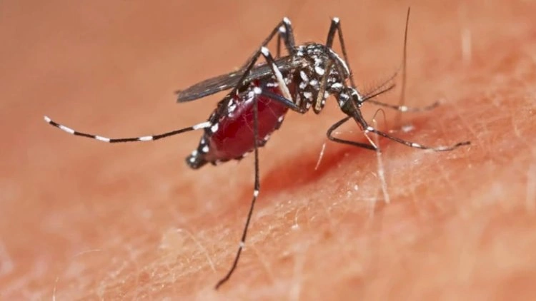 Avropada virus daha çox yayılır - Ölənlərin sayı artıb