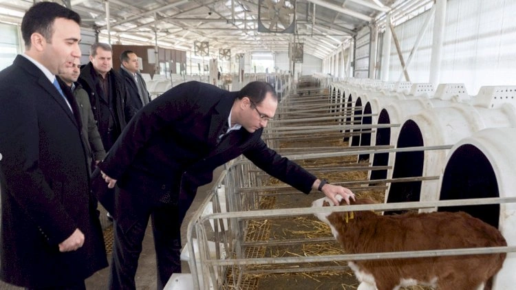 600 kiloqramlıq dana şərti kimin ağlına gəlib?