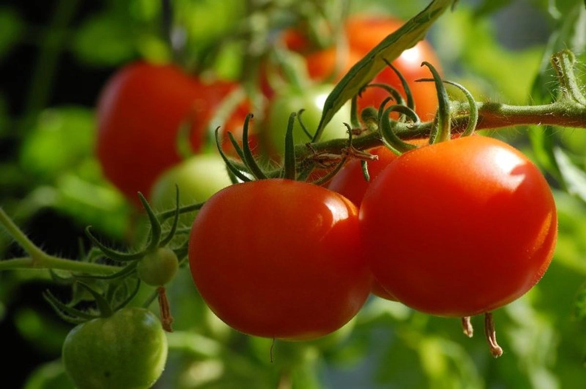 Pomidorları soyuducuya qoymaq zərərlidir
