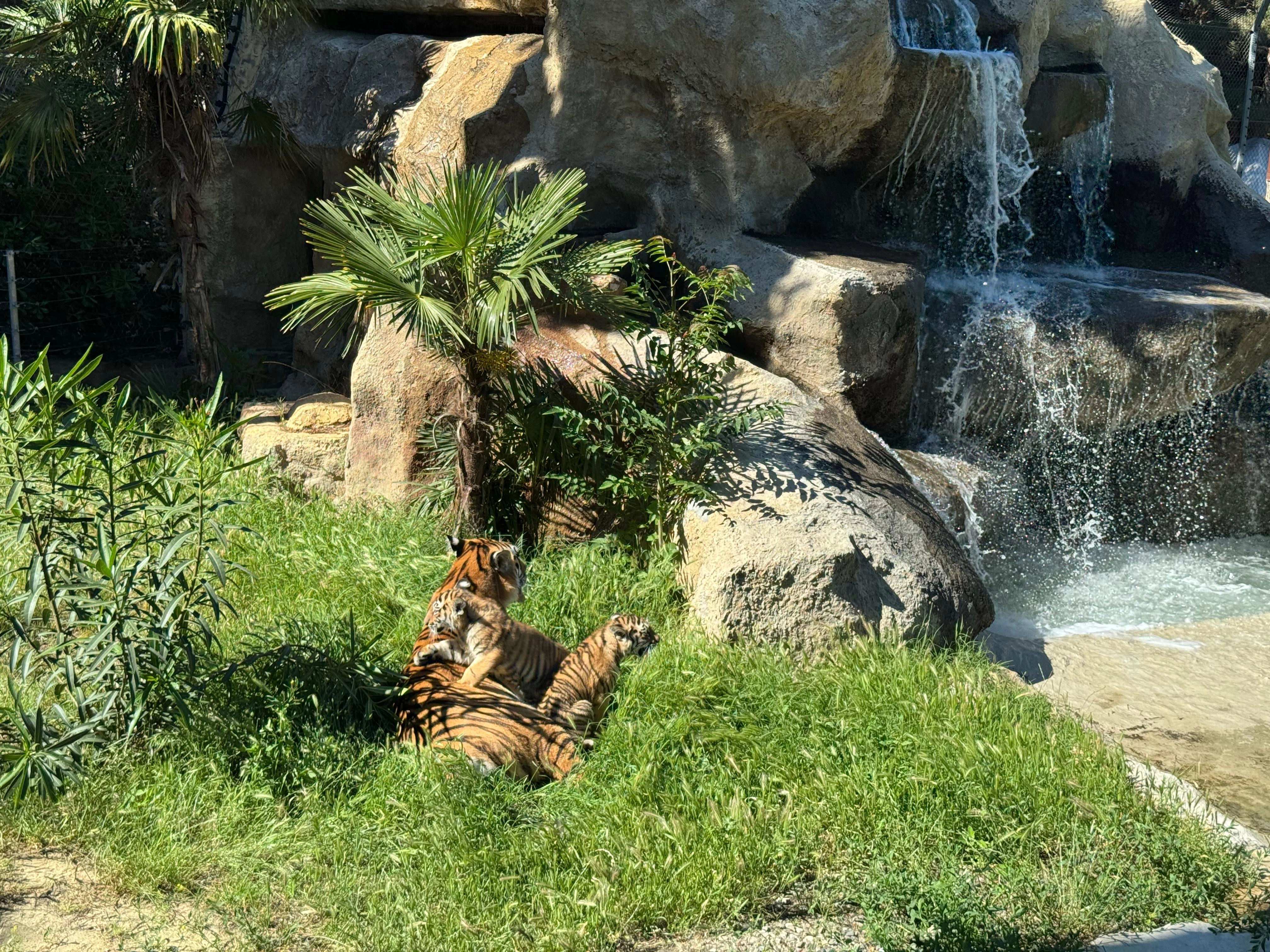 Bakı Zooloji Parkında Amur pələngi balaları dünyaya gəlib