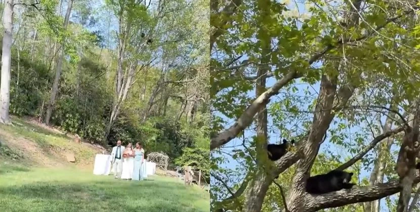 Ayıların ailəlikcə toy mərasiminə qatılması viral oldu