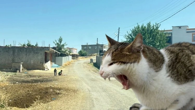Pişiyin dişlədiyi azyaşlının quduzluq testi müsbət çıxdı