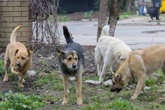 Gədəbəy sakini itlərin hücumuna məruz qaldı