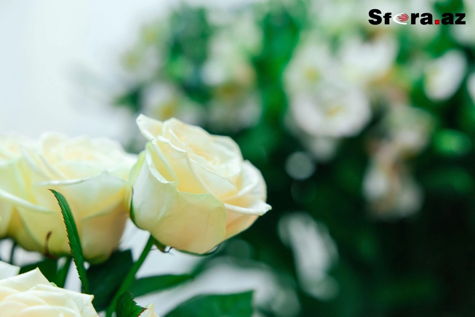 Sevgililər günü üçün hansı güllər alınır? – REPORTAJ