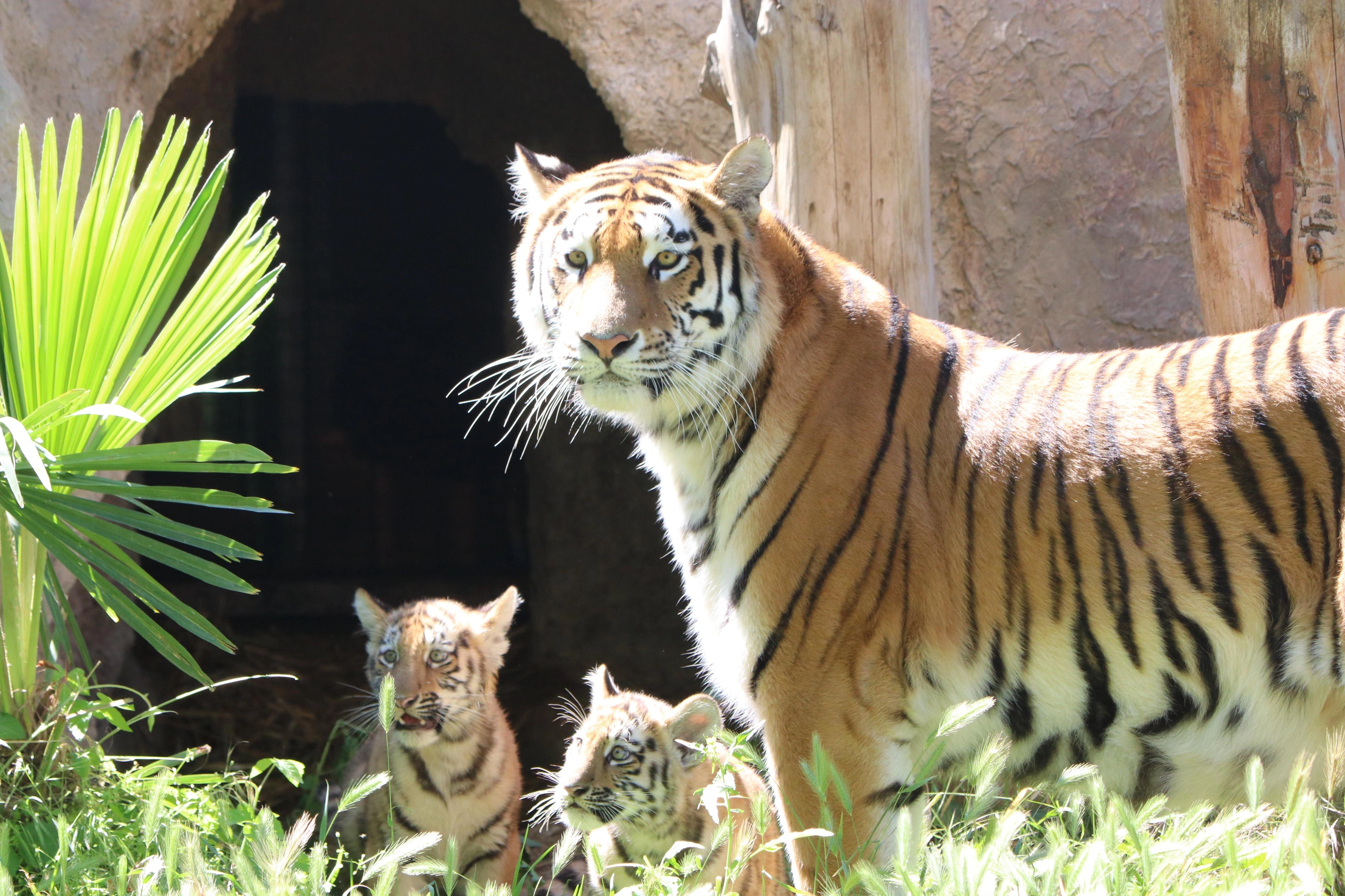 Bakı Zooloji Parkında Amur pələngi balaları dünyaya gəlib