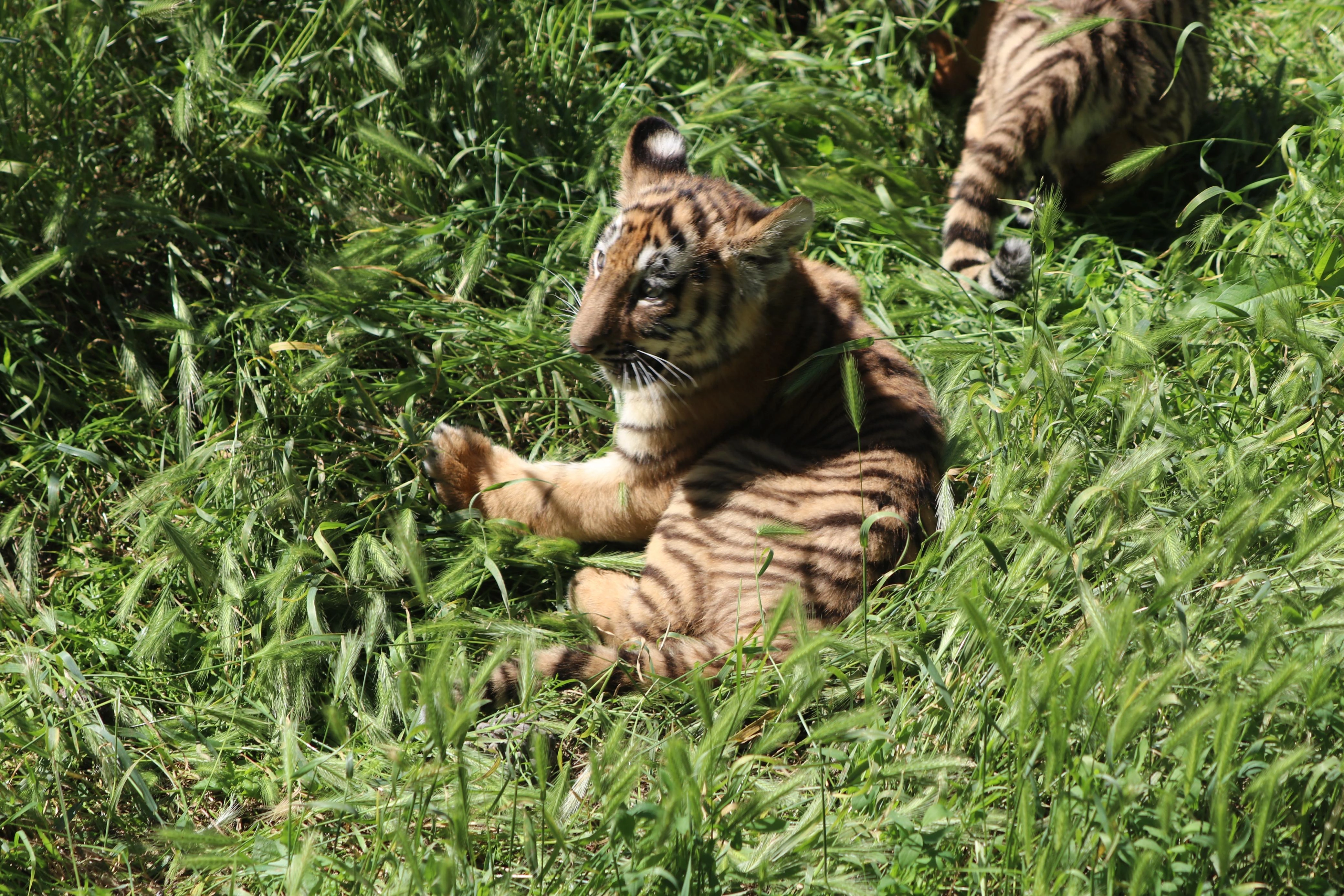 Bakı Zooloji Parkında Amur pələngi balaları dünyaya gəlib