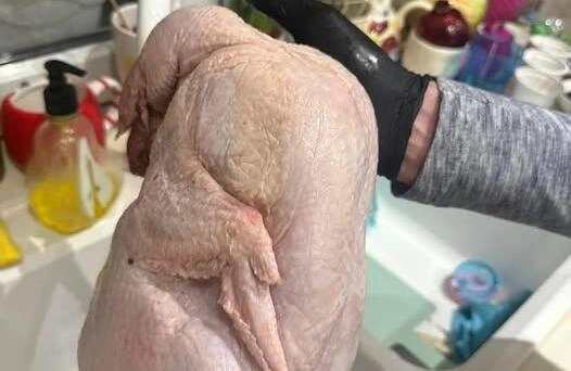 Yol kənarında hinduşka adı ilə şişirdilmiş toyuq satılır - FOTO