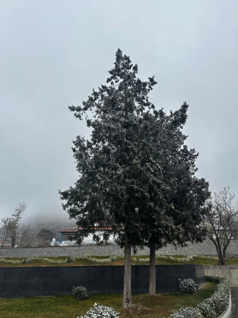 Laçına qar yağır – FOTOLAR