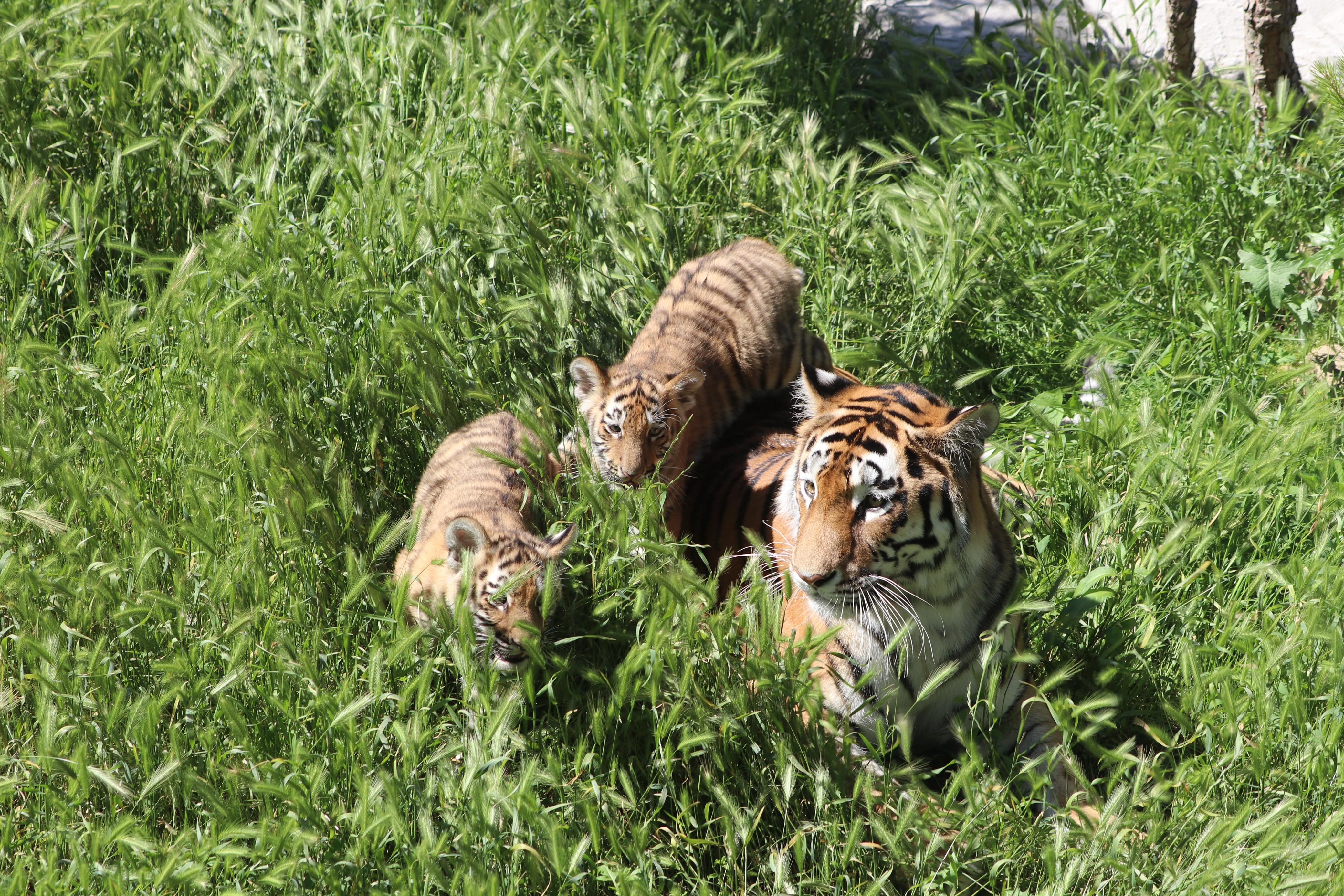Bakı Zooloji Parkında Amur pələngi balaları dünyaya gəlib
